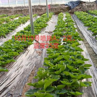 抗逆生根原粉草莓葉噴效果